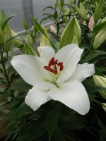 [4289 White Proud VWS No02.JPG]